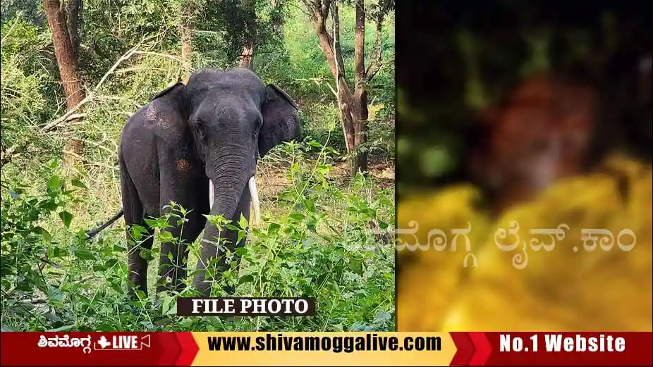 elephant-attack-on-woker-near-puradal-