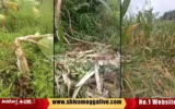 wild-Elephant-attack-on-farm-at-sirigere-in-Shimoga