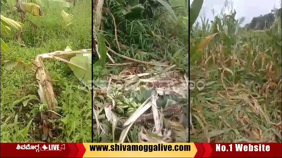 wild-Elephant-attack-on-farm-at-sirigere-in-Shimoga