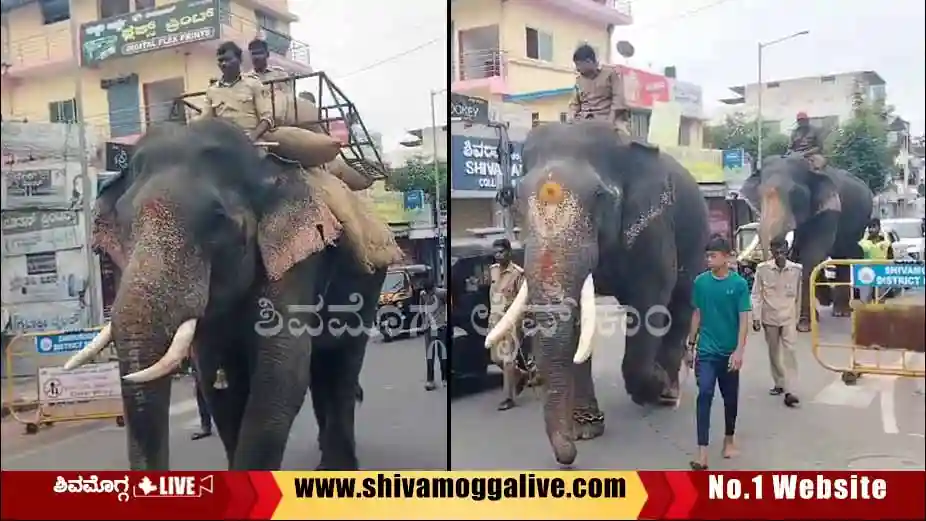 051024 Elephants training started in Shimoga for dasara