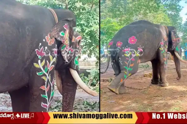 Elephant-All-set-for-Dasara-in-Shimoga