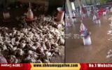 chicken-shed-at-kaidotlu-village-in-Shimoga-taluk