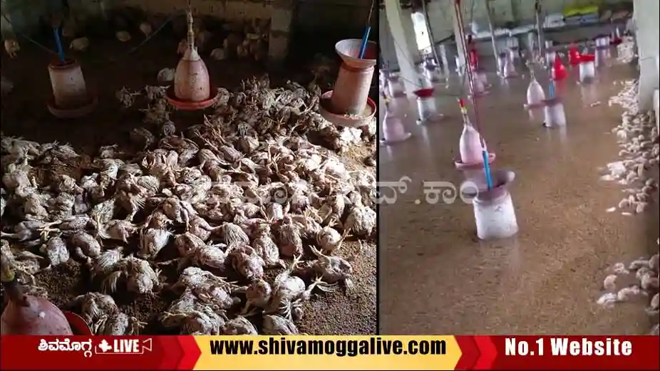 chicken-shed-at-kaidotlu-village-in-Shimoga-taluk