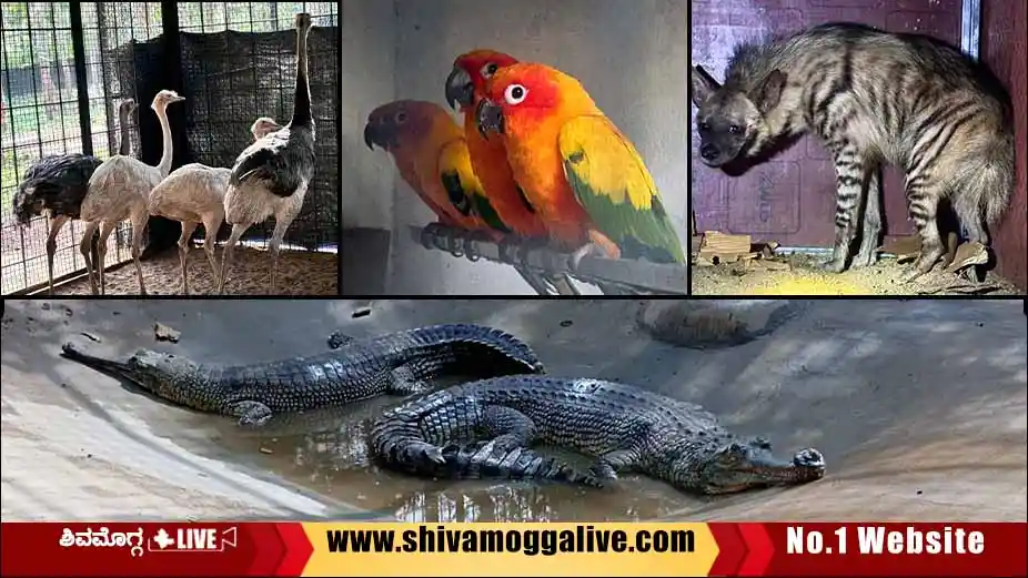 new-animals-to-tyavarekoppa-lion-and-tiger-safari.