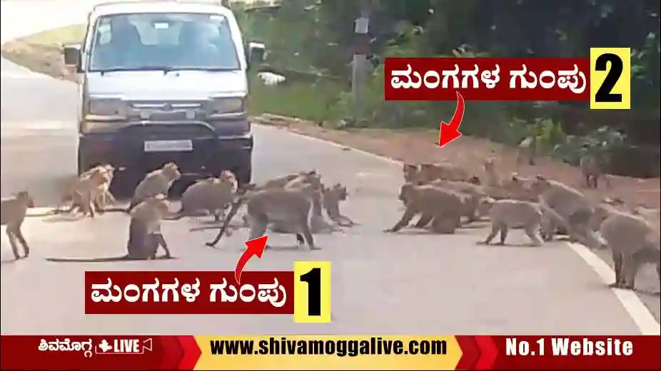 Monkeys-groupism-led-to-road-block-near-sagara.