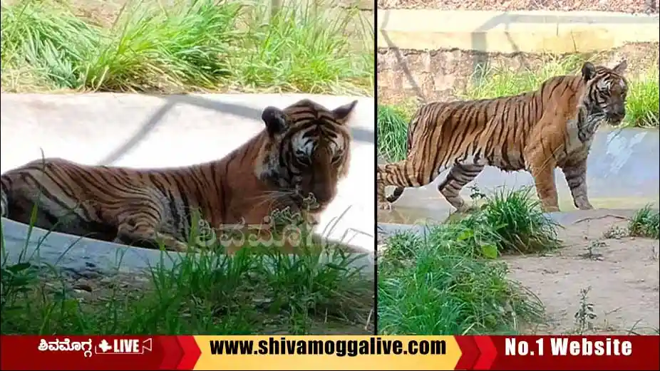 -tiger-anjani-at-shimoga-safari-at-tyavarekoppa.