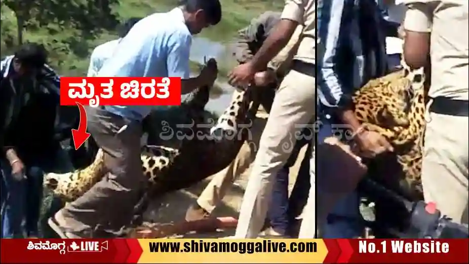 Leapord-at-Bhadravathi-Paper-town