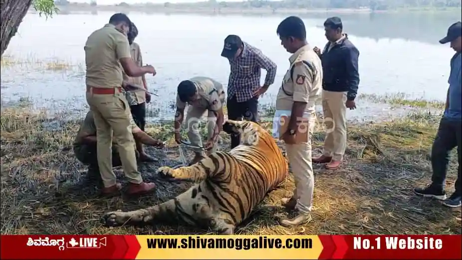 ಹಿನ್ನೀರಿನಲ್ಲಿ ಹುಲಿ ಮೃತದೇಹ ಪತ್ತೆ, ಗುಂಡು ಹಾರಿಸಿ ಕೊಂದಿರುವ ಶಂಕೆ, ತನಿಖೆಗೆ ಮಿನಿಸ್ಟರ್ ಖಡಕ್ ಸೂಚನೆ 5 tiger-found-in-ambligola-dam-back-water