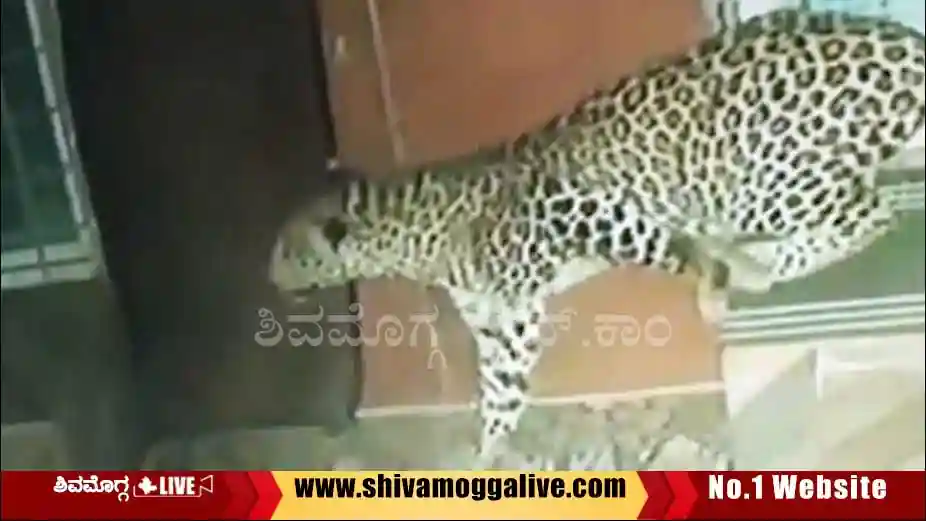 Leopard-found-at-kudligere