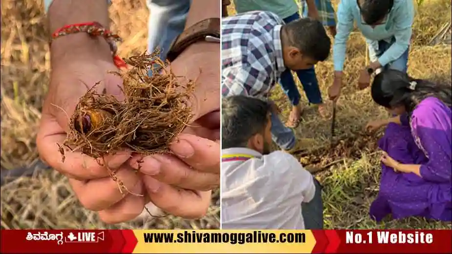 kempu-muthi-hula-in-adike