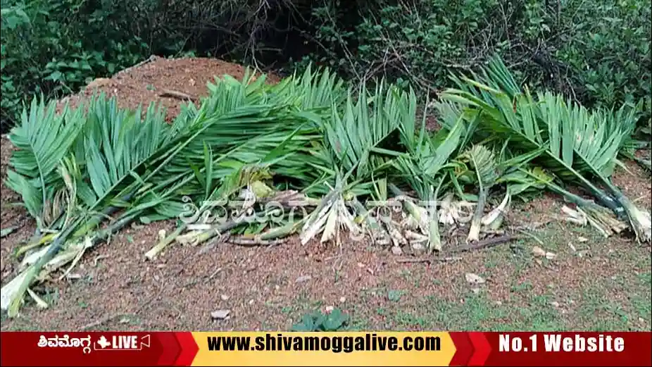 Kattinakaru-wild-pig-menace