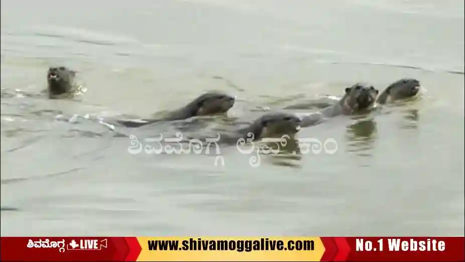 280725 otter found in Bhadravathi city near News bridge