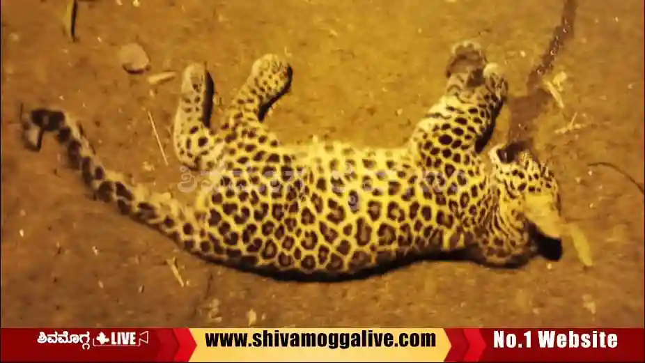 7-month-leopard-at-soraba.