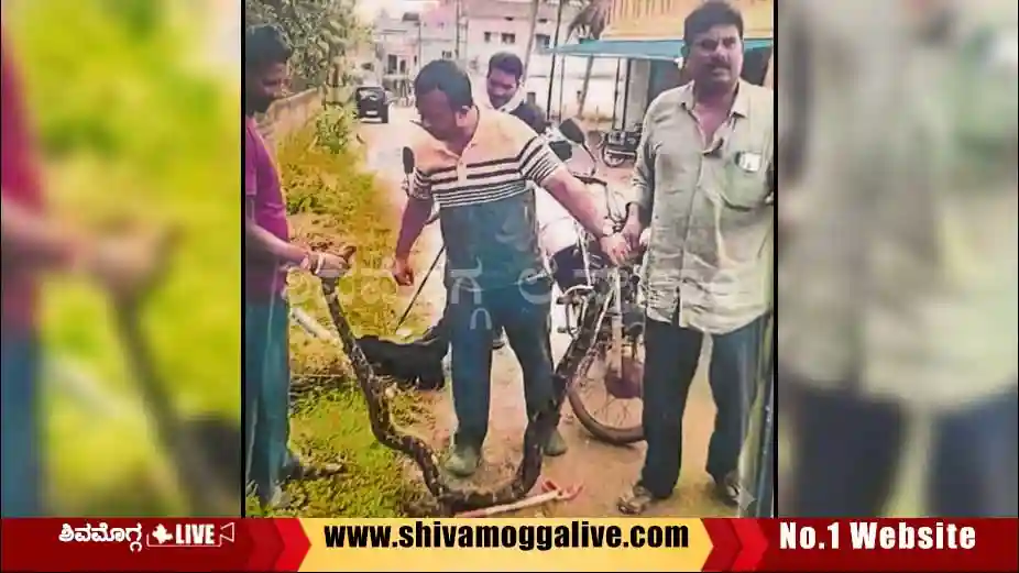 snake-found-in-singanamane-grama-panchayat