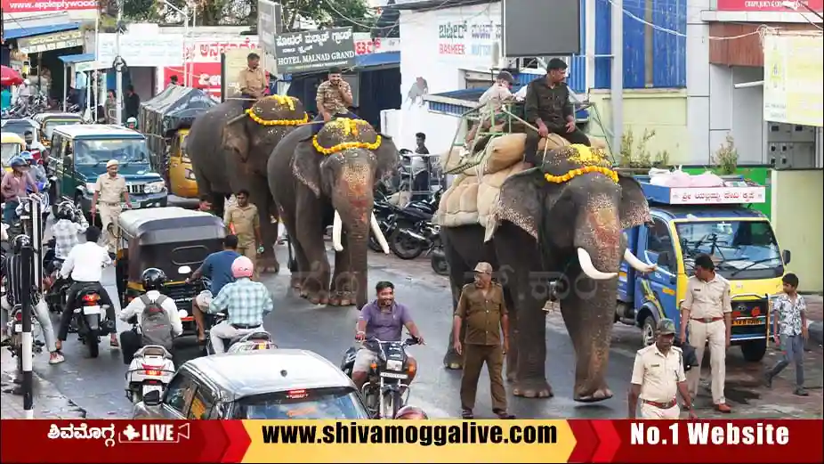 Sakrebyle-Elephant-Practise-for-dasara-in-Shimoga-city