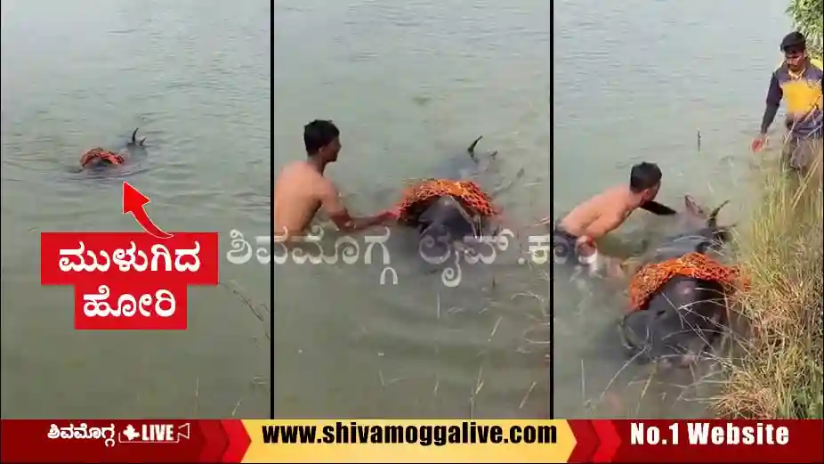 ಹಬ್ಬದ ವೇಳೆ ಕೆರೆಗೆ ಹಾರಿ ‘ಮುಗಳಿಕೊಪ್ಪದ ಮುತ್ತು’ ಸಾವು 2 mugalikoppa-muttu-incident-at-hulaginakoppa-in-shikaripura.