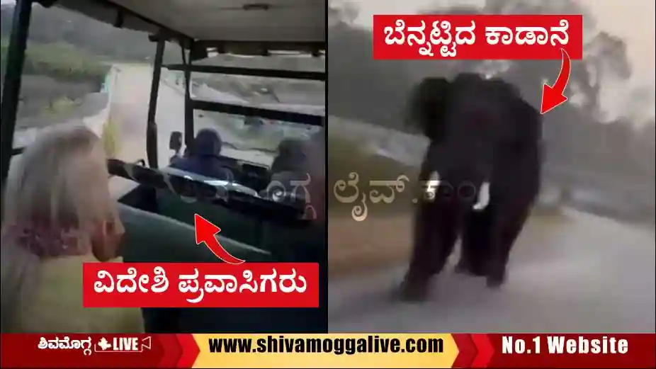 Wild-Elephant-Chase-Tourist-vehicle-near-bhadra-dam.