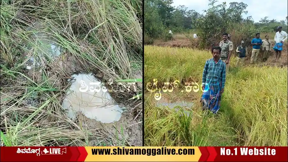 wild-elephants-at-Soraba-ulavi-hobli