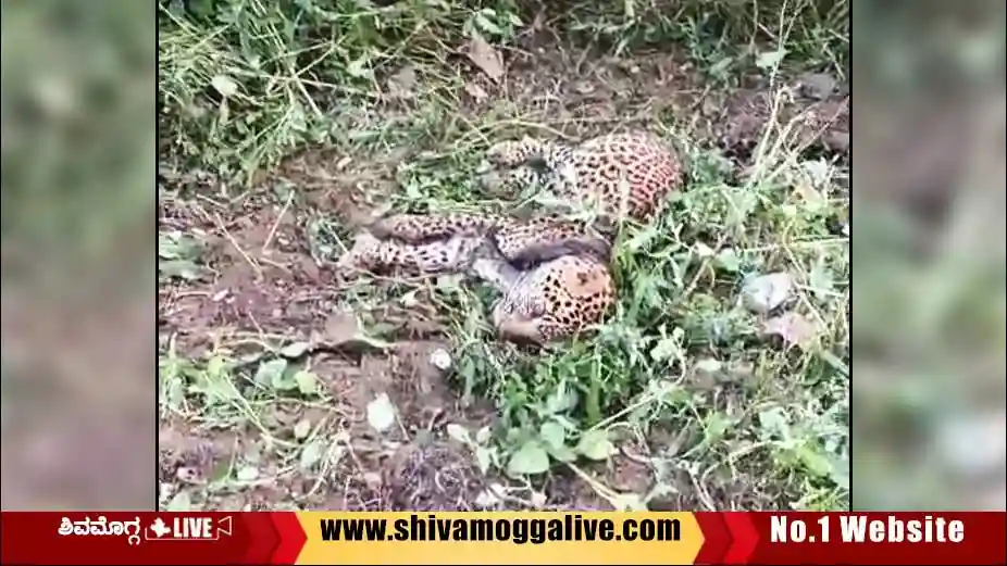 ದುರ್ವಾಸನೆ ಹಿನ್ನೆಲೆ ಪರಿಶೀಲಿಸಿದ ಸ್ಥಳೀಯರಿಗೆ ಕಾಣಿಸ್ತು ಚಿರತೆ ಮೃತದೇಹ, ಆಗಿದ್ದೇನು? 2 Male-leopard-found-dead-near-talagunda-in-Shiralakoppa