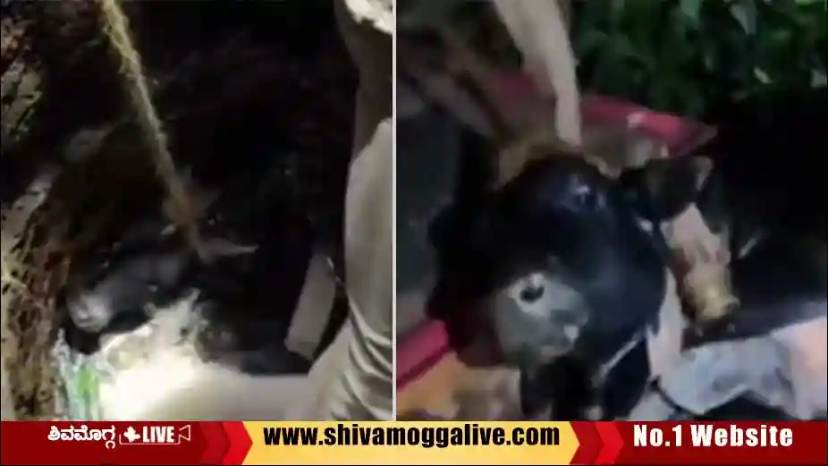 Bull-rescued-from-the-well-in-Sagara