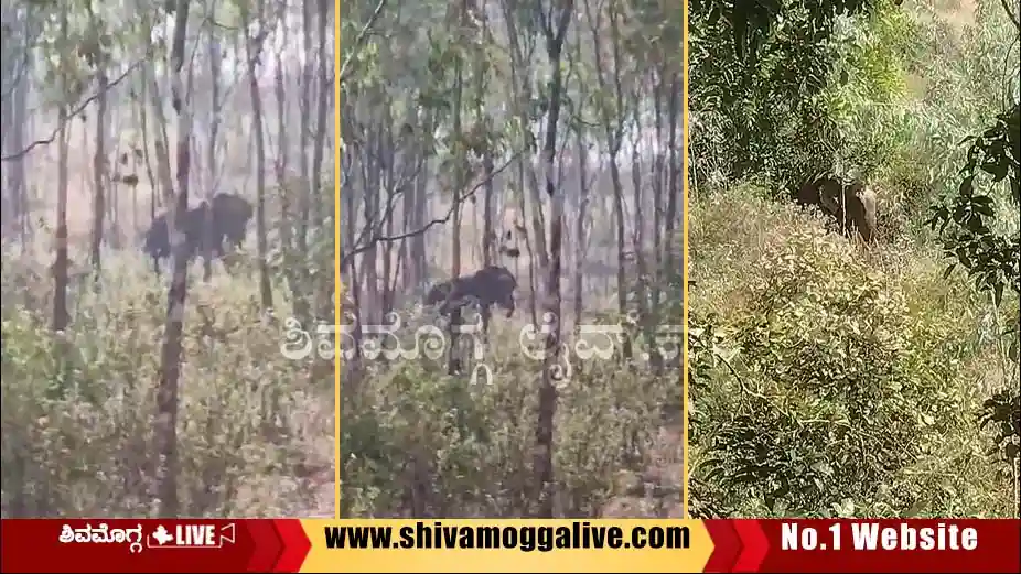 Wild-elephant-at-Shikaripura