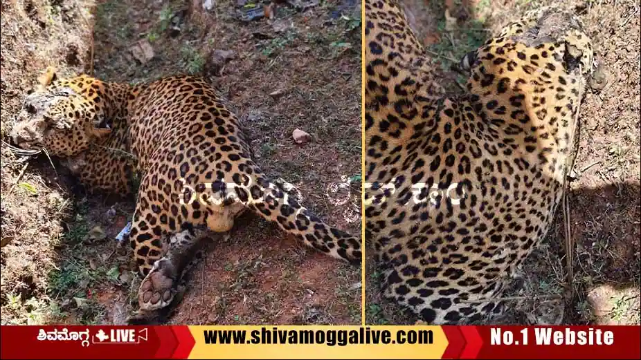 Dead-leopard-found-in-Yaduru-village-Hosanagara