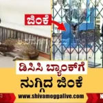 Deer Enters DCC Bank in Shankaraghatta