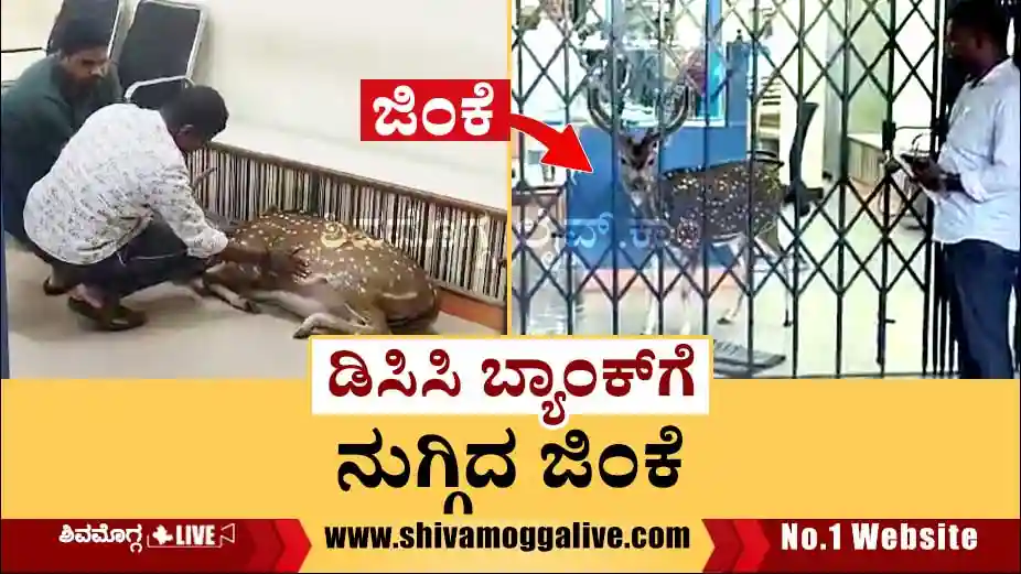 Deer Enters DCC Bank in Shankaraghatta