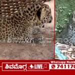 ಹಸಿದ ಚಿರತೆ ಮರಿ ರಕ್ಷಣೆ, ತಾಯಿ ಚಿರತೆಯ ಭೀತಿಯಲ್ಲಿ ಜನ, ಎಲ್ಲಿ? ಏನಿದು ಪ್ರಕರಣ? 3 stranded-leopard-cub-rescued-at-Thirthahalli