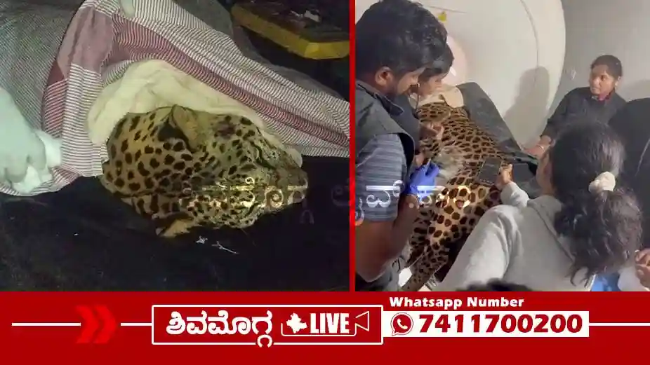 MRI-Scanning-For-Leopard-in-Shimoga-Nanjappa-Hospital