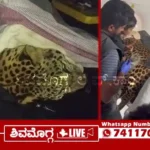 070226 leopard at Nanjappa Hospital in Shimoga