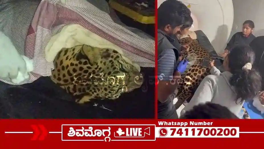 ನಂಜಪ್ಪ ಆಸ್ಪತ್ರೆಯಲ್ಲಿ ನಡುರಾತ್ರಿ ಚಿರತೆಗೆ ಸ್ಕ್ಯಾನಿಂಗ್‌, ಏನಿದು? ಹೇಗೆ ನಡೆಯಿತು ಪ್ರಕ್ರಿಯೆ?