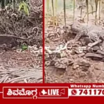 ಚಿರತೆಯನ್ನೇ ಬೆನ್ನಟ್ಟಿದ ನಾಯಿಗಳು, ದಿಂಡದಹಳ್ಳಿ ಗ್ರಾಮಸ್ಥರ ನಿಟ್ಟುಸಿರು, ಆಗಿದ್ದೇನು? 16 260226-village-dogs-trap-a-leopard-in-Shikaripuras-Dindadahalli-New.webp