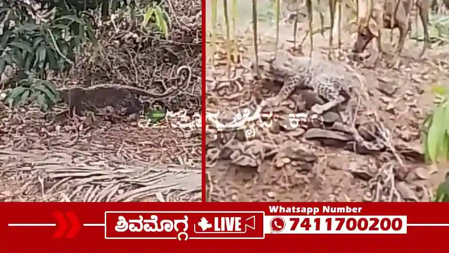 Shivamogga News Today: Shimoga Live Updates, Breaking 23 ಚಿರತೆಯನ್ನೇ ಬೆನ್ನಟ್ಟಿದ ನಾಯಿಗಳು, ದಿಂಡದಹಳ್ಳಿ ಗ್ರಾಮಸ್ಥರ ನಿಟ್ಟುಸಿರು, ಆಗಿದ್ದೇನು?