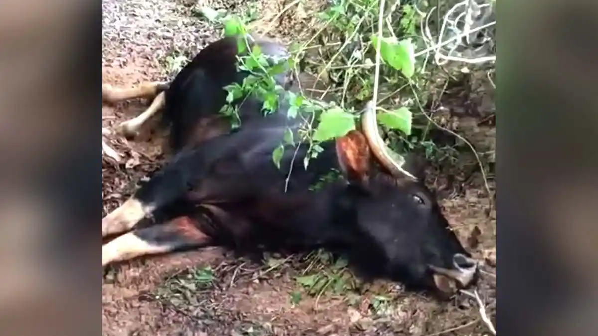 Kadu-Kona-Incident-at-Thirthahalli-tiralebailu