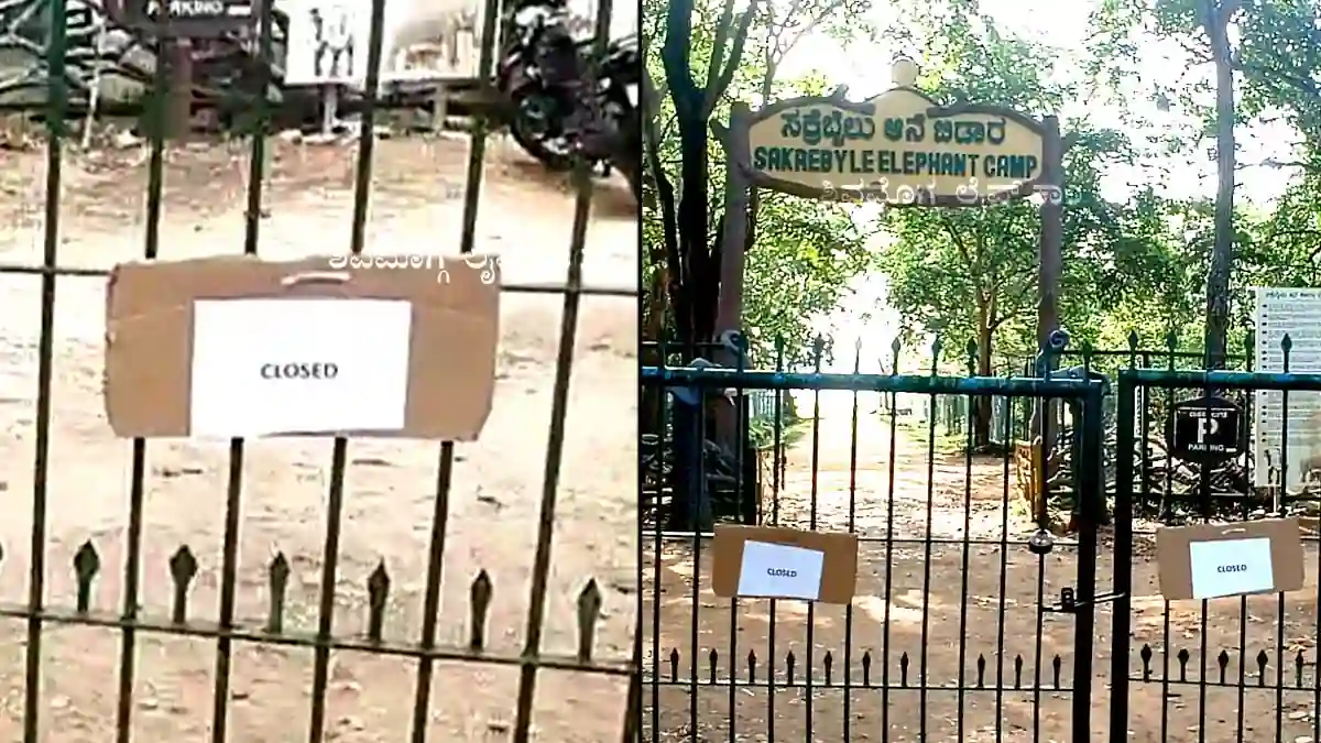 ಸಕ್ರೆಬೈಲು ಆನೆ ಬಿಡಾರ CLOSED; ಪ್ರವಾಸಿಗರ ಪ್ರವೇಶ ನಿರ್ಬಂಧ, ಕಾರಣವೇನು? 1 Sakrebyle-Elephant-Camp-closed