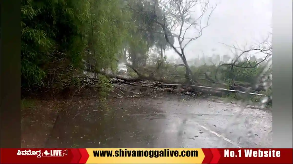 ಹೆದ್ದಾರಿಗೆ ಅಡ್ಡ ಬಿದ್ದ ಮರ, ಸಾಗರ – ಶಿವಮೊಗ್ಗ ಮಧ್ಯೆ ವಾಹನ ಸಂಚಾರಕ್ಕೆ ಅಡಚಣೆ 2 ಹೆದ್ದಾರಿಗೆ ಅಡ್ಡ ಬಿದ್ದ ಮರ, ಸಾಗರ – ಶಿವಮೊಗ್ಗ ಮಧ್ಯೆ ವಾಹನ ಸಂಚಾರಕ್ಕೆ ಅಡಚಣೆ