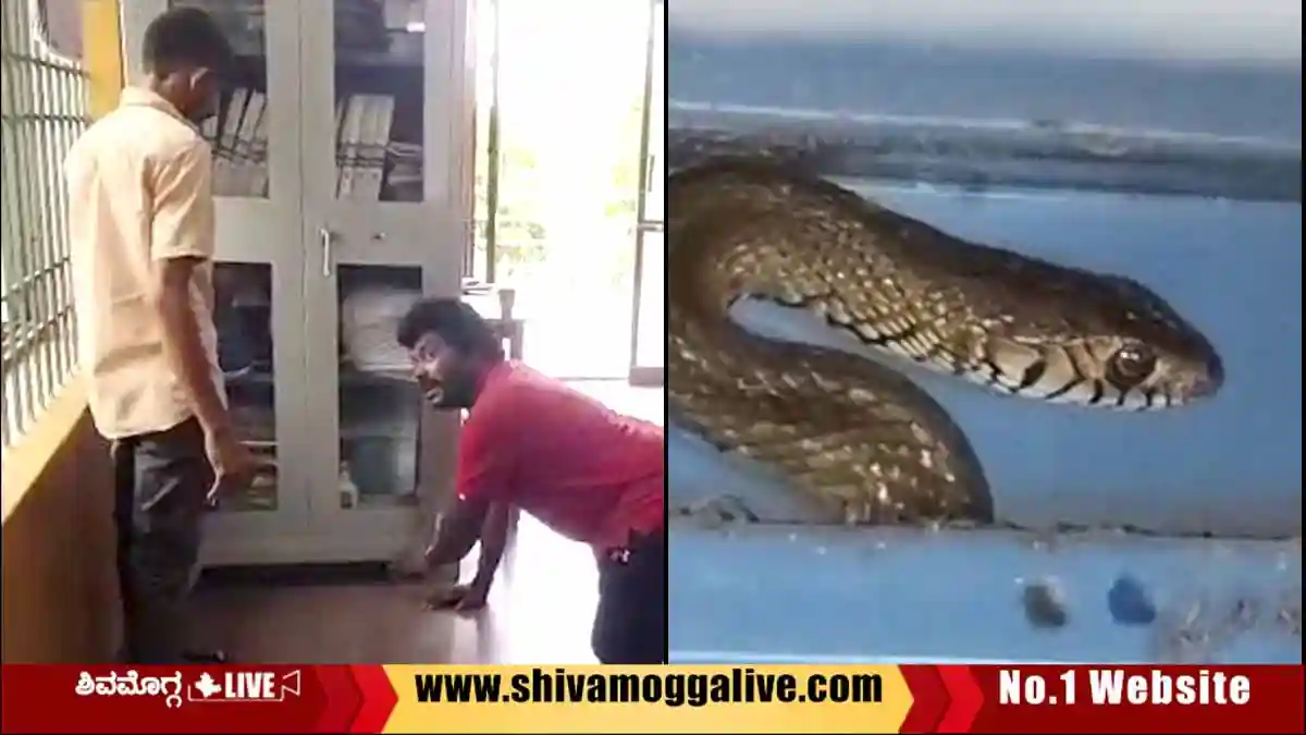 Snake-Rescued-at-Bekkina-Kalmata-Office-in-Shimoga