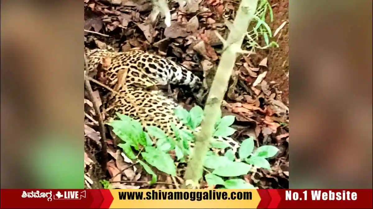 ಅರಣ್ಯ ಪ್ರದೇಶದಲ್ಲಿ ಚಿರತೆ ಅನುಮಾನಾಸ್ಪದ ಸಾವು 1 Leopard-found-dead-near-chandragutti-in-Soraba-taluk.