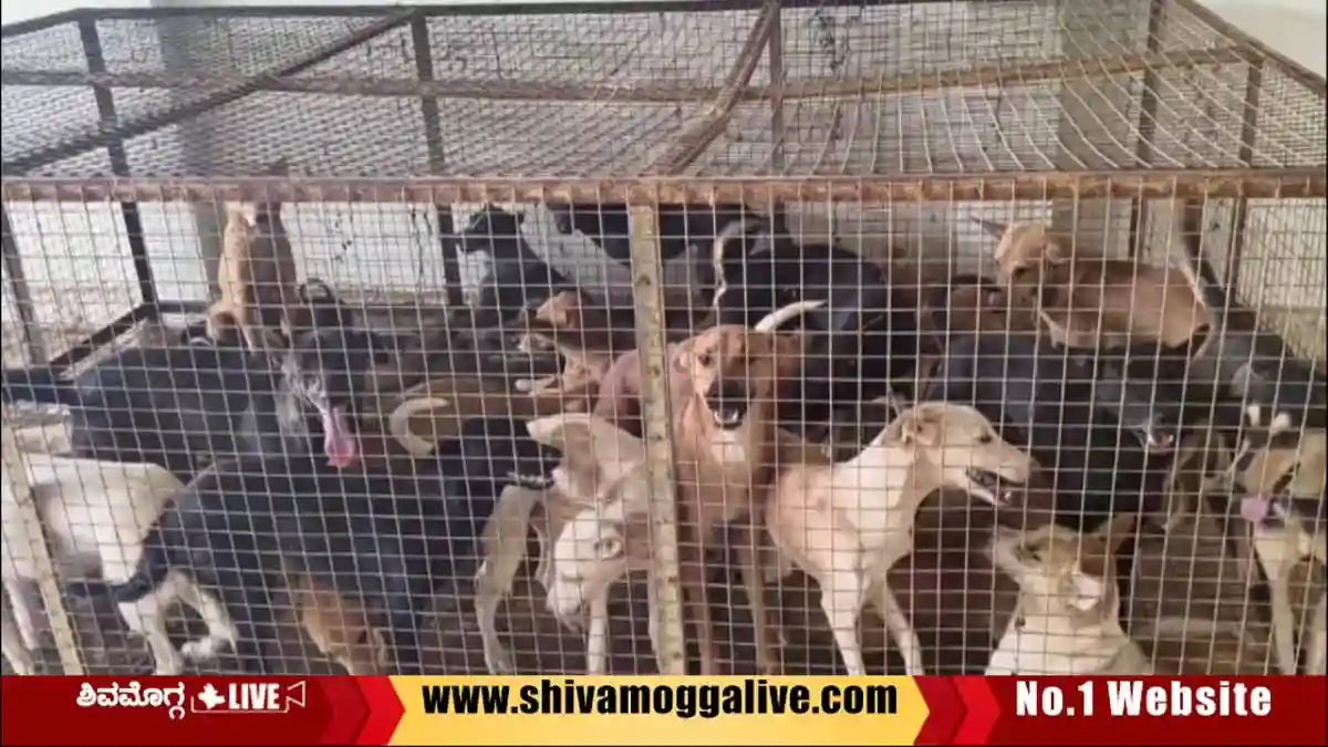 Stray-Dogs-captured-at-Thirthahalli