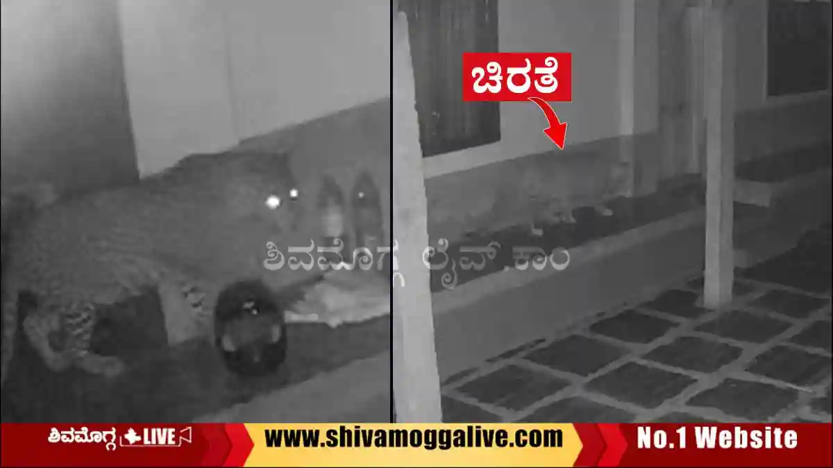ತುಮರಿ: ಸಾಕು ನಾಯಿ ಮೇಲೆ ಚಿರತೆ ದಾಳಿ, ಸಿಸಿಟಿವಿಯಲ್ಲಿ ದೃಶ್ಯ ಸೆರೆ 1 Leopard-found-near-Tumari-in-Sagara-Taluk