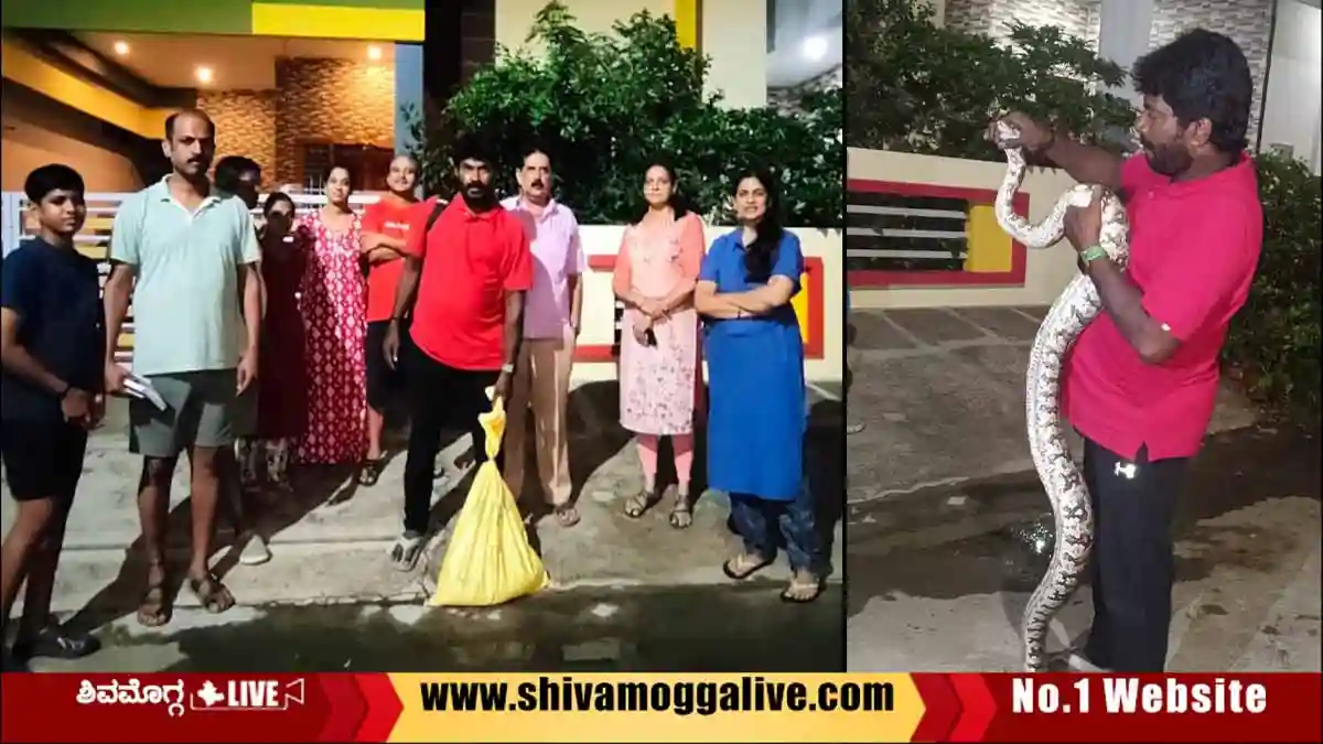 Snake-Kiran-Rescue-Python-at-Alkola-in-Shimoga