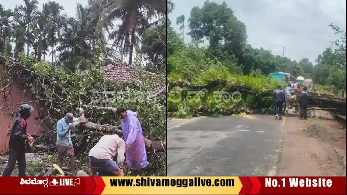 tree-falls-on-road-at-Tuduru-in-Thirthahalli-taluk