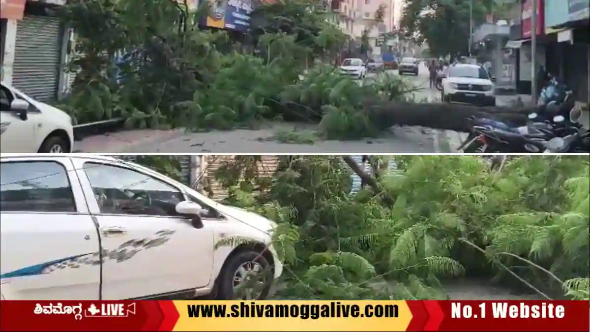 ಗೋಪಿ ಸರ್ಕಲ್ ಬಳಿ ರಸ್ತೆಗೆ ಉರುಳಿದ ಮರ, ಅದೃಷ್ಟವಶಾತ್ ತಪ್ಪಿದ ಅವಘಡ 1 Tree-Falls-to-Savarline-Road-in-Shimoga-city