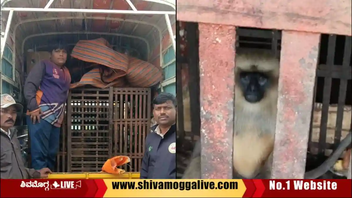 ಅರಹತೊಳಲು ಗ್ರಾಮದಲ್ಲಿ ಕೊನೆಗು ಸೆರೆ ಸಿಕ್ತು ಮುಸಿಯ 1 Monkey-trapped-in-bone-at-arahatolalu.