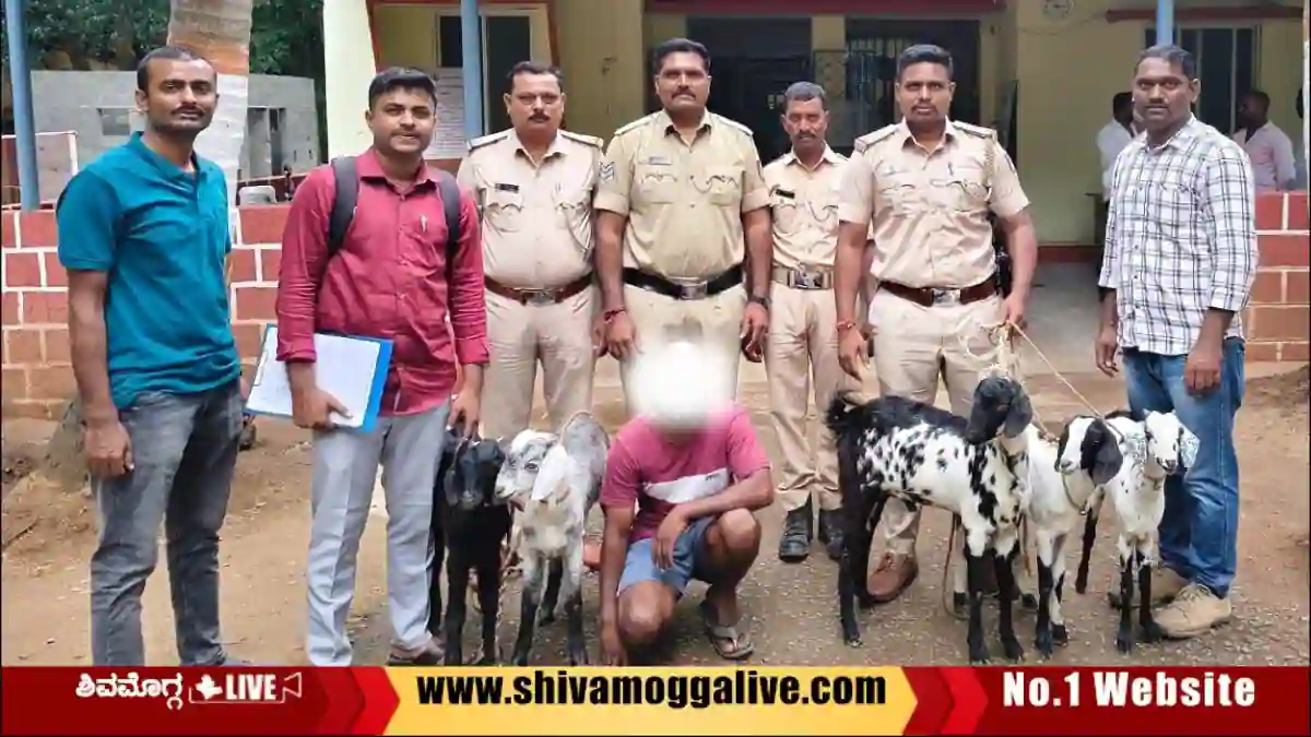 ಭದ್ರಾವತಿಯಲ್ಲಿ ಒಬ್ಬ ಆರೋಪಿ ಅರೆಸ್ಟ್, ಐದು ಮೇಕೆಗಳು ವಶಕ್ಕೆ, ಏನಿದು ಕೇಸ್? 1 Paper-Town-police-arrest-on-sheep-thief.