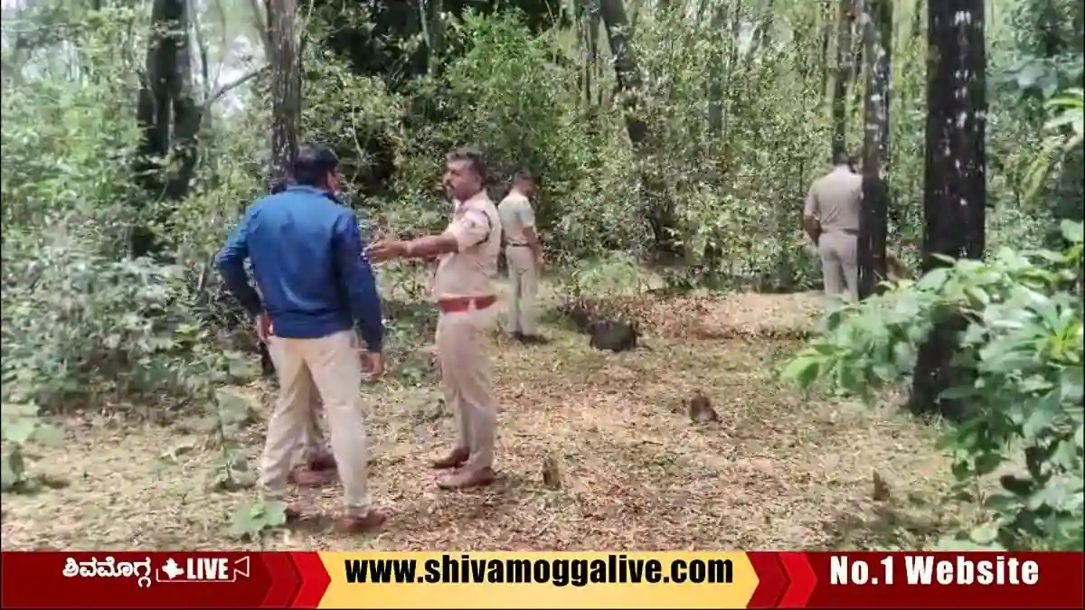 Bison-Hunt-in-Harlimata-in-Thirthahalli-Taluk