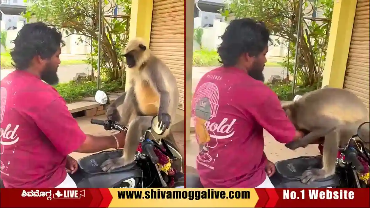 ಕಾಶಿಪುರದಲ್ಲಿ ಯುವಕನ ಕೈಗೆ ಕಚ್ಚಿದ ಮುಸಿಯ, ಗಂಭೀರ ಗಾಯ, ಆಗಿದ್ದೇನು? 1 Musiya-Attack-on-a-biker-at-Kashipura-in-Shivamogga