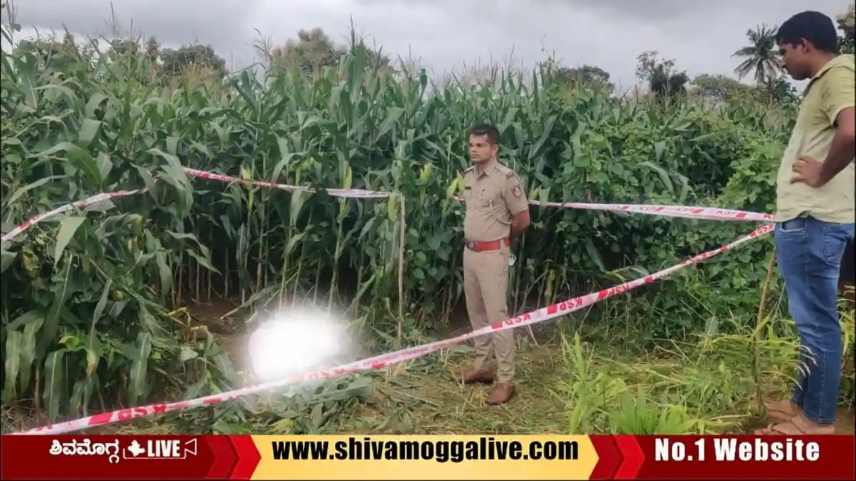 ಮೆಕ್ಕೆಜೋಳದ ಹೊಲದಲ್ಲಿ ಕೈ, ಕಾಲು ಕಟ್ಟಿ ಹಾಕಿದ ಸ್ಥಿತಿಯಲ್ಲಿ ವ್ಯಕ್ತಿಯ ಮೃತದೇಹ ಪತ್ತೆ