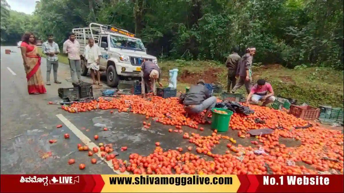 ಹೆದ್ದಾರಿಯಲ್ಲಿ ಪಿಕಪ್ ವಾಹನ ಪಲ್ಟಿ, ಸಾವಿರ ಸಾವಿರ ಮೌಲ್ಯದ ಟೊಮೆಟೋ ಚೆಲ್ಲಾಪಿಲ್ಲಿ 1 Sagara-Thasildhar-Dr-Prathiba-Visit-Ulluru-and-inspects-Accident-spot
